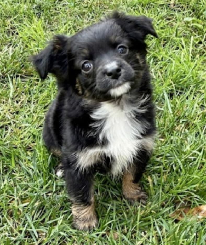 Fluffy Wiener Dogs